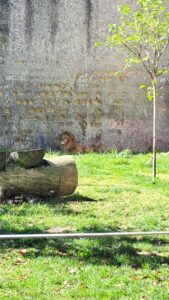 Zoo di Napoli una giornata in famiglia tra animali, natura e divertimento 4